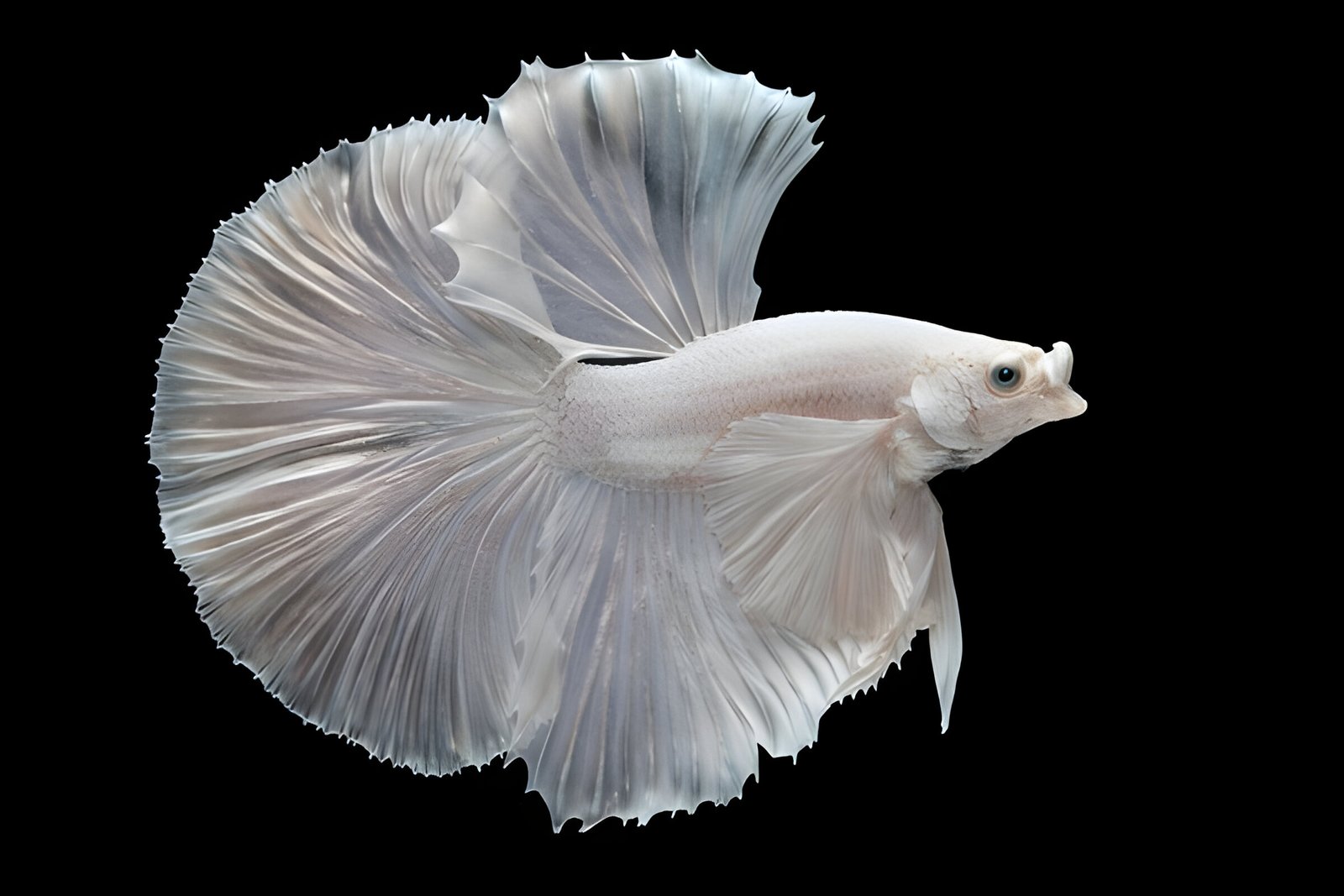 Super White Dumbo-Ear Betta (Male) - Image 2
