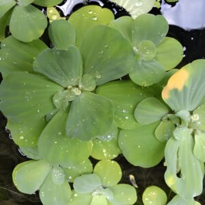 Water Cabbage (Floating Plant)