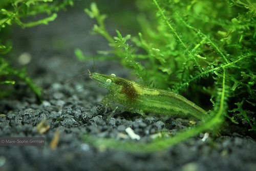 Green Zebra Shrimp (Pair) - Image 3