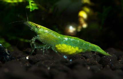 Green Zebra Shrimp (Pair) - Image 2