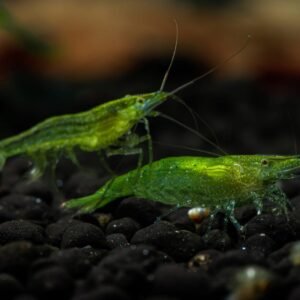 Green Zebra Shrimp (Pair)