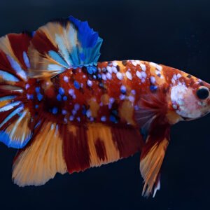 Yellow Galaxy Koi Plakat Betta (Male)