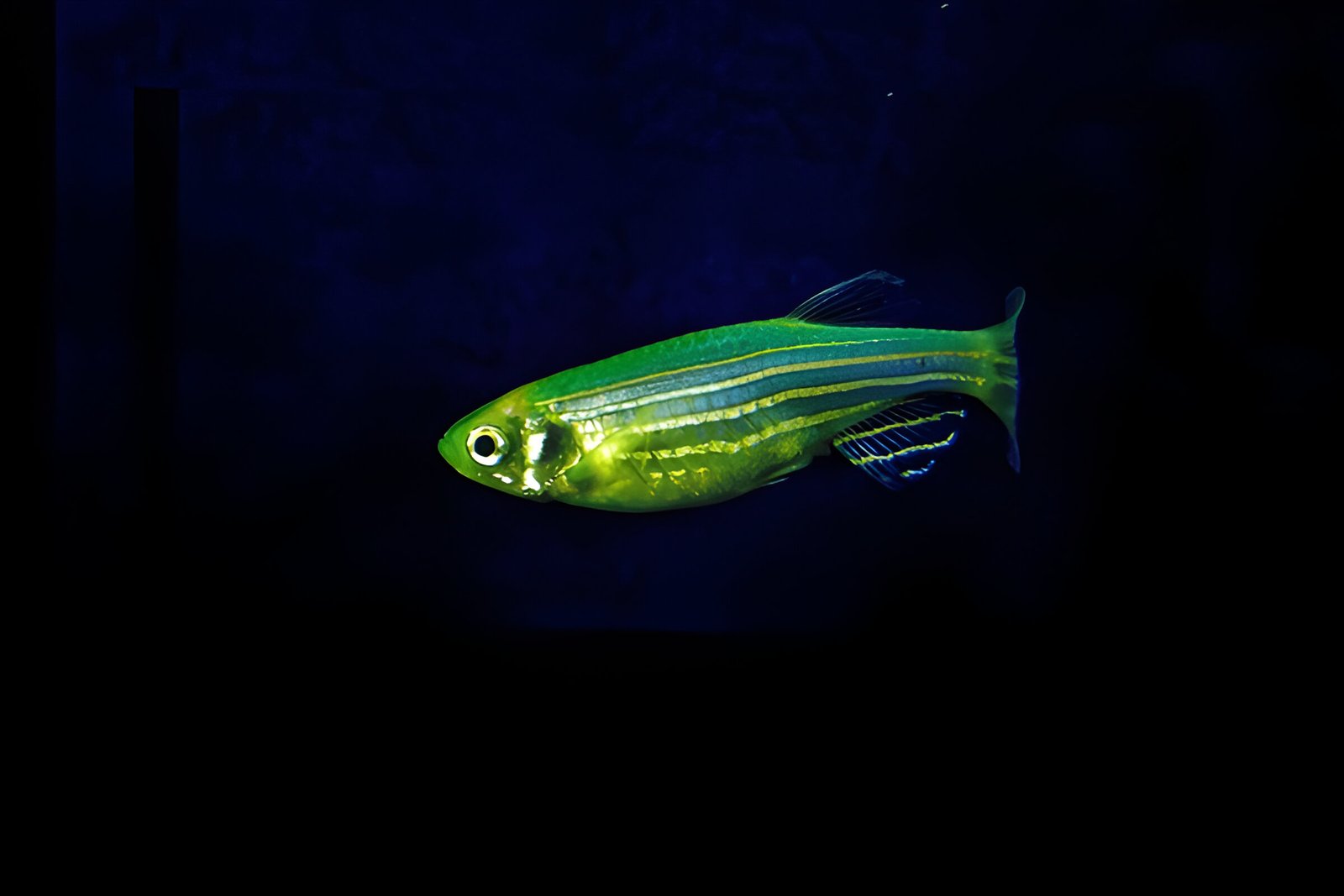 Zebra Danio (Piece) - Image 2