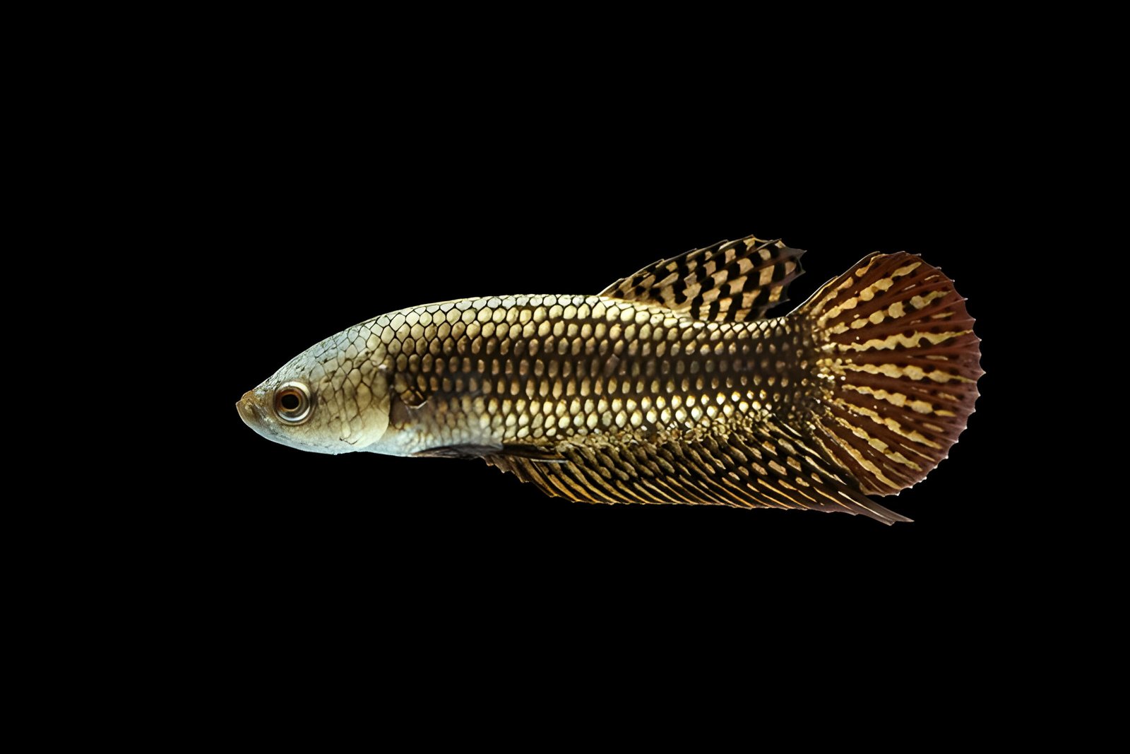Alien Betta Copper (Male) - Image 2