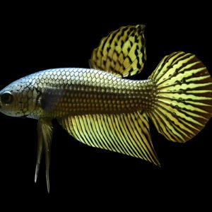 Alien Betta Copper (Male)