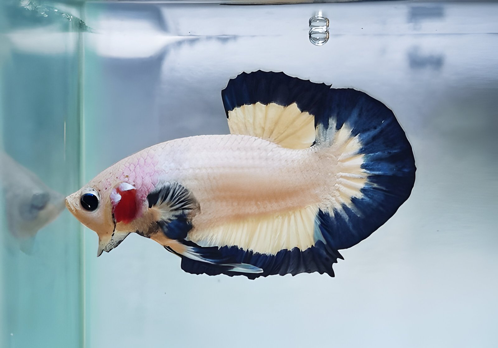 Blue Rim Betta (Male) - Image 2