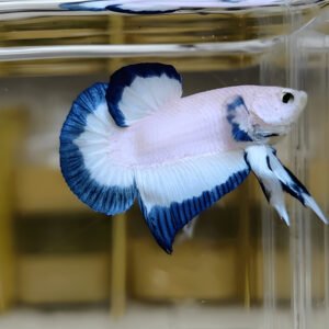 Blue Rim Betta (Male)