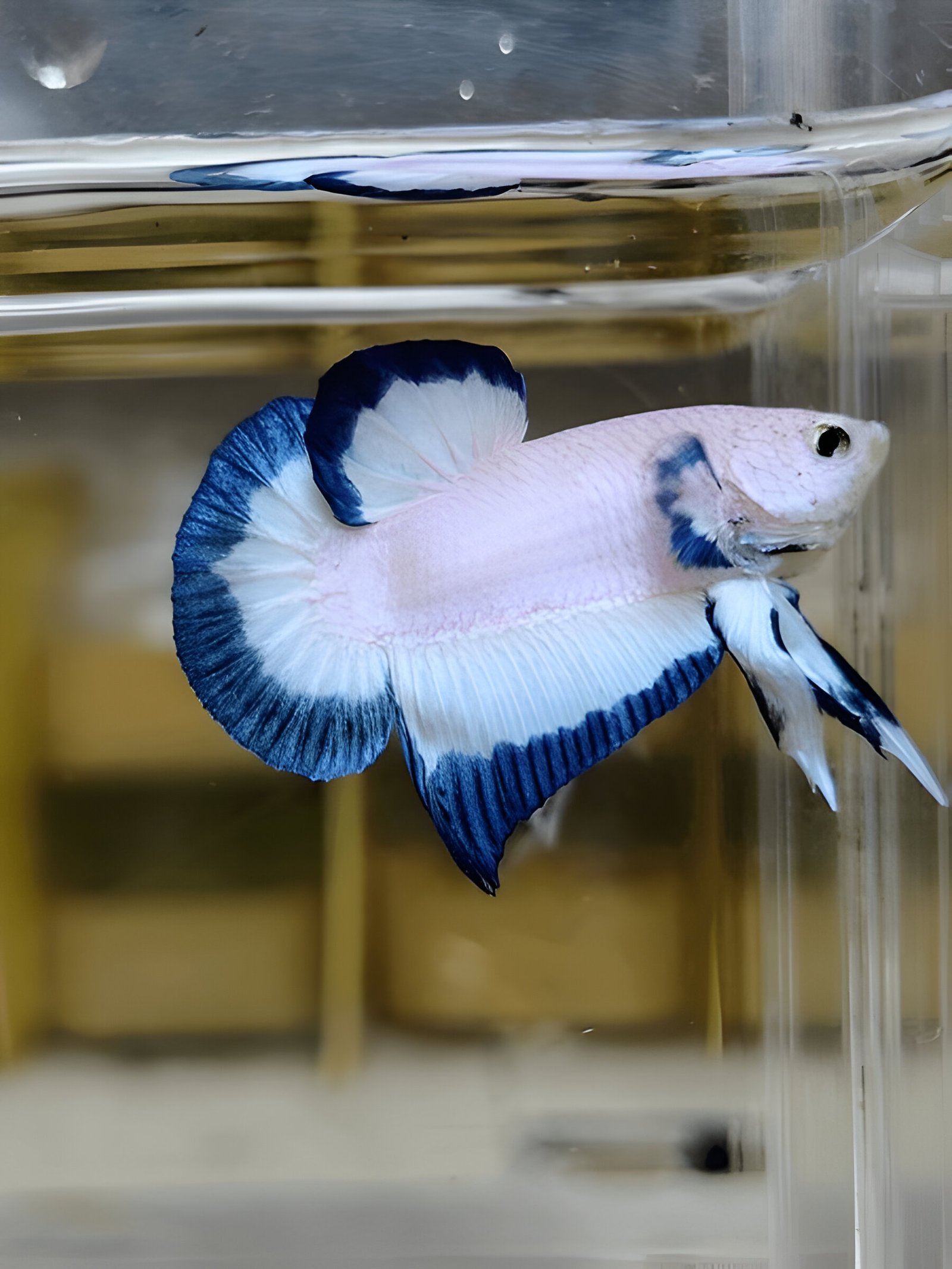 Blue Rim Betta (Male)