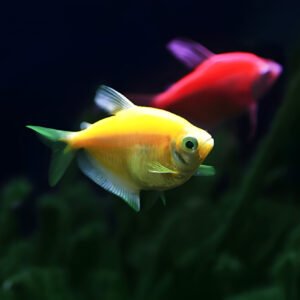 Color Widow Tetra Mix(Pair)