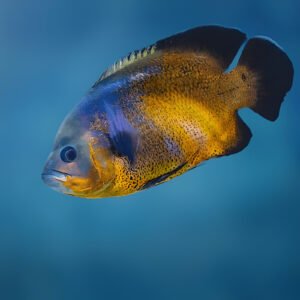 Copper Oscar (Piece)