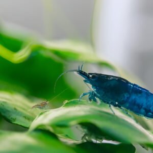 Electric Blue Shrimp (Pair)