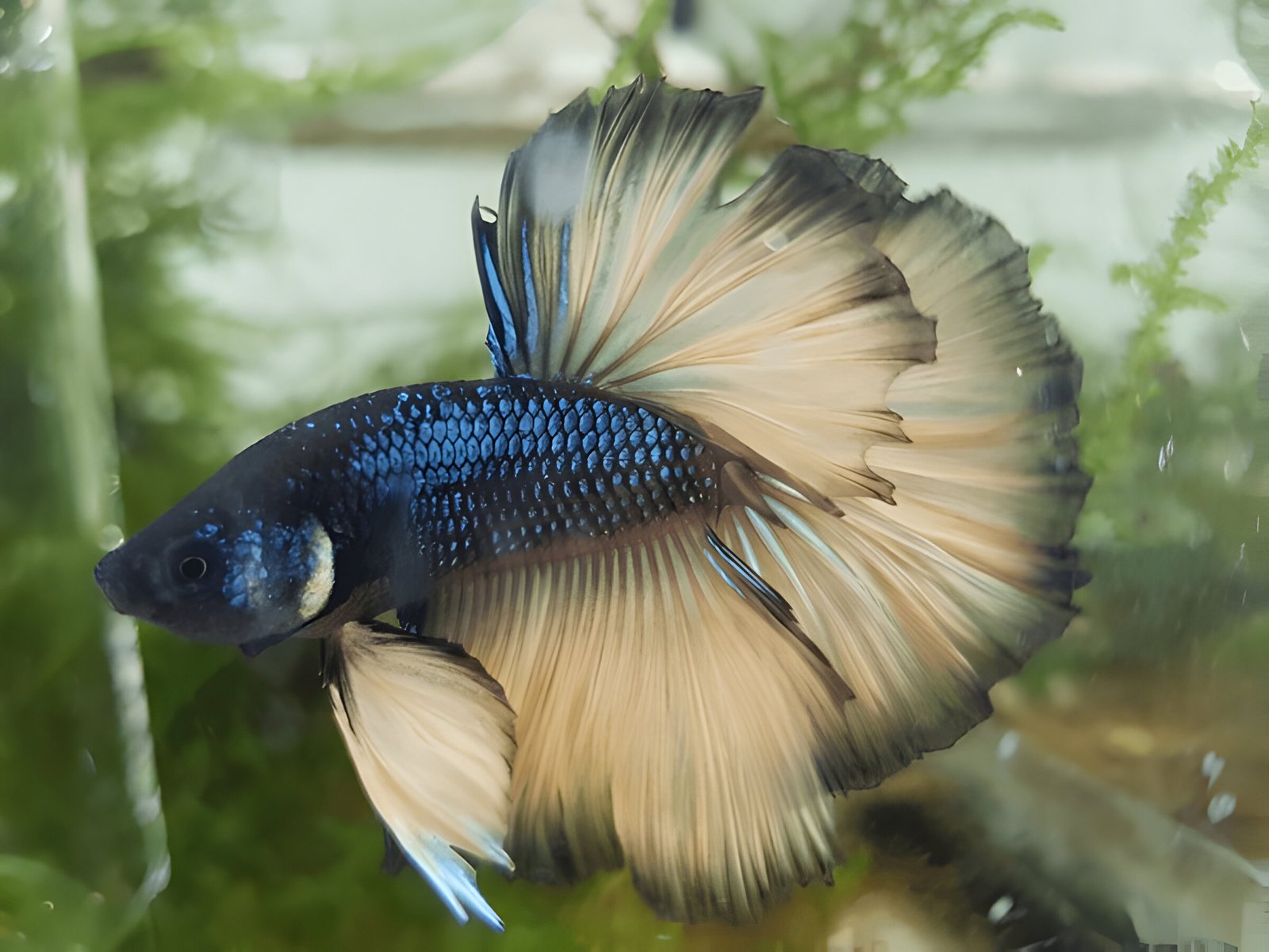 Mustard Gas Betta (Male) - Image 2