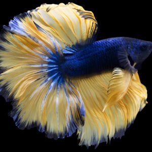 Mustard Gas Betta (Male)