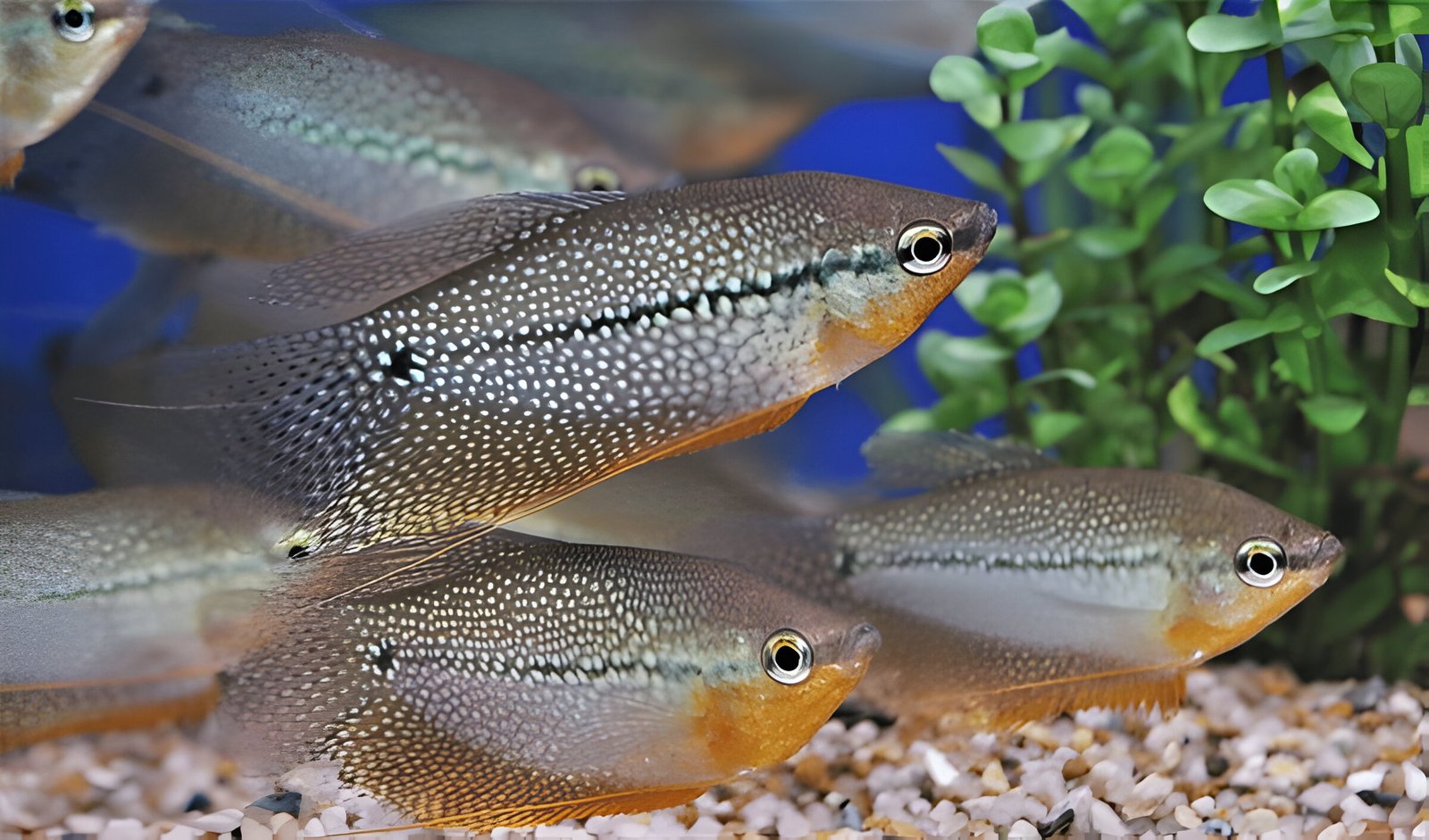 Pearl Gourami (Piece) - Image 3