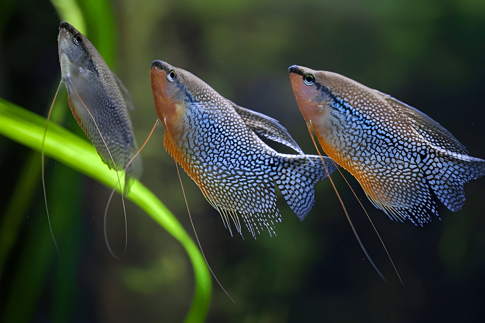 Pearl Gourami (Piece) - Image 2