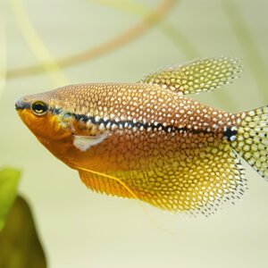 Pearl Gourami (Piece)