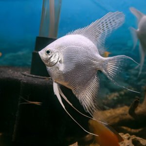 Platinum Angelfish (Piece)