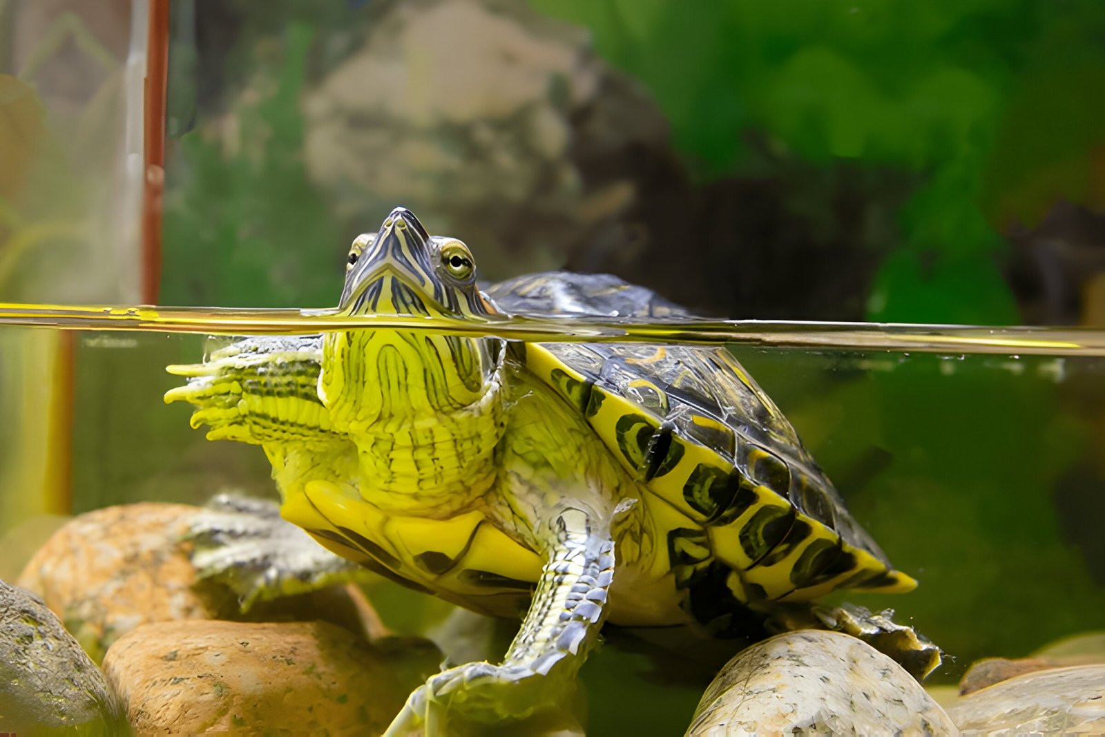 Red Eared Slider Turtle (Pair) - Image 3