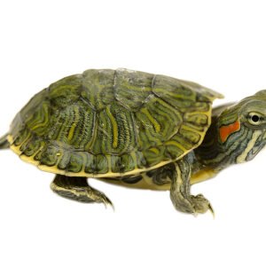 Buy Red Eared Slider Turtle Online India - Healthy and Affordable