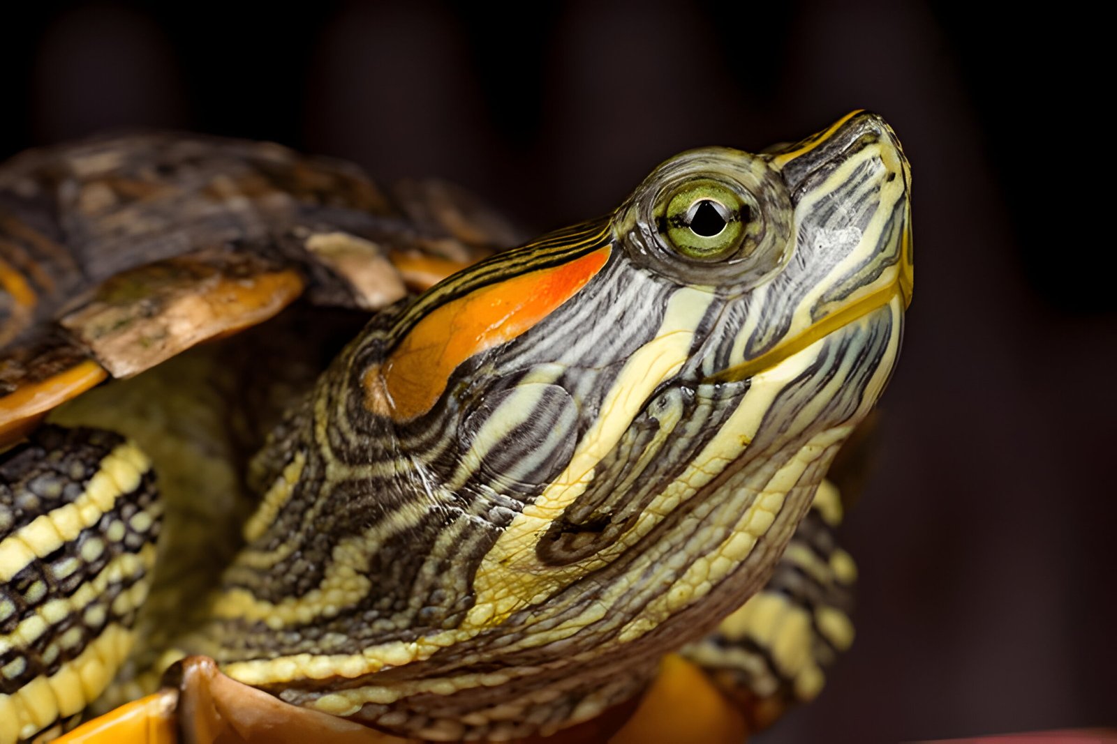 Red Eared Slider Turtle (Pair) - Image 4