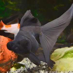 Black Moor Goldfish (Piece)