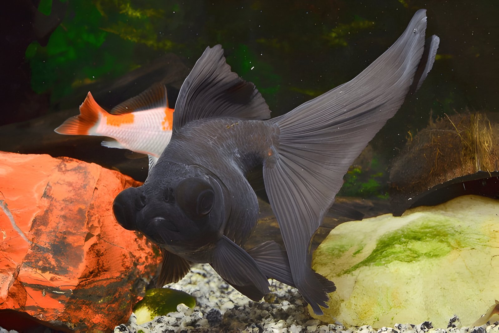 Black Moor Goldfish (Piece)