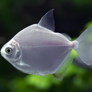 Silver Dollar Fish Adult (Pair)