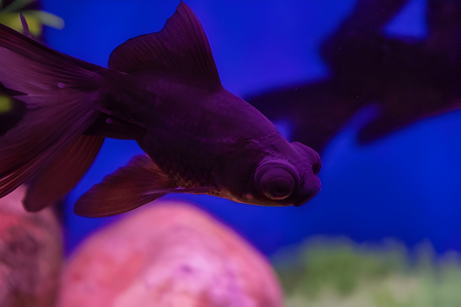 Black Moor Goldfish (Piece) - Image 2