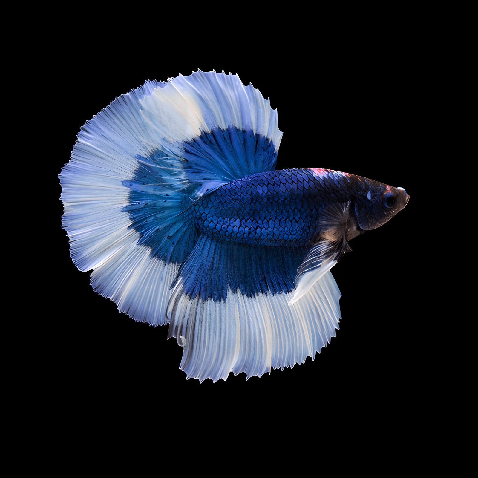 Blue Butterfly Betta (Male)