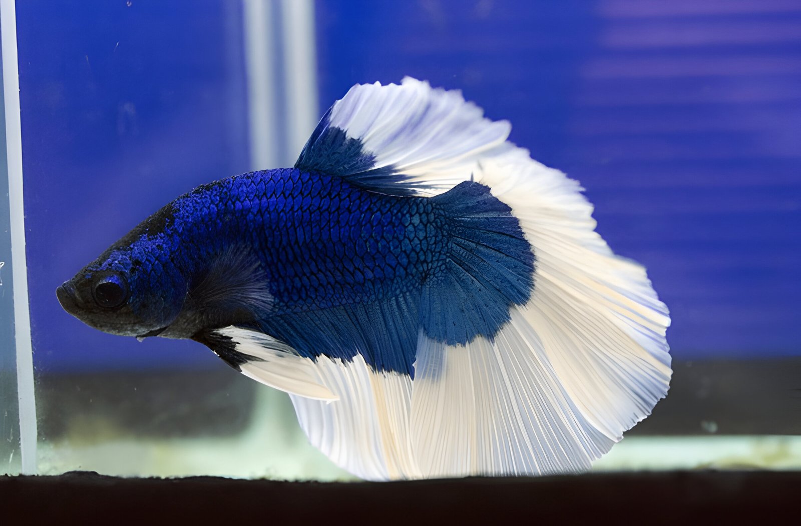 Blue Butterfly Betta (Male) - Image 2