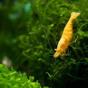 Yellow Shrimp (Pair)