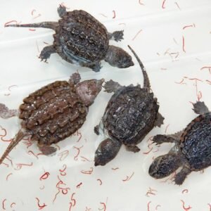 Baby Snapping Turtle (1Piece)