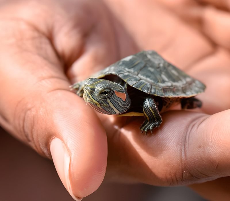 red eared slider (3)